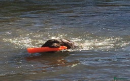 Sprocker dogs for stud: Sprocker Stud - Image 5