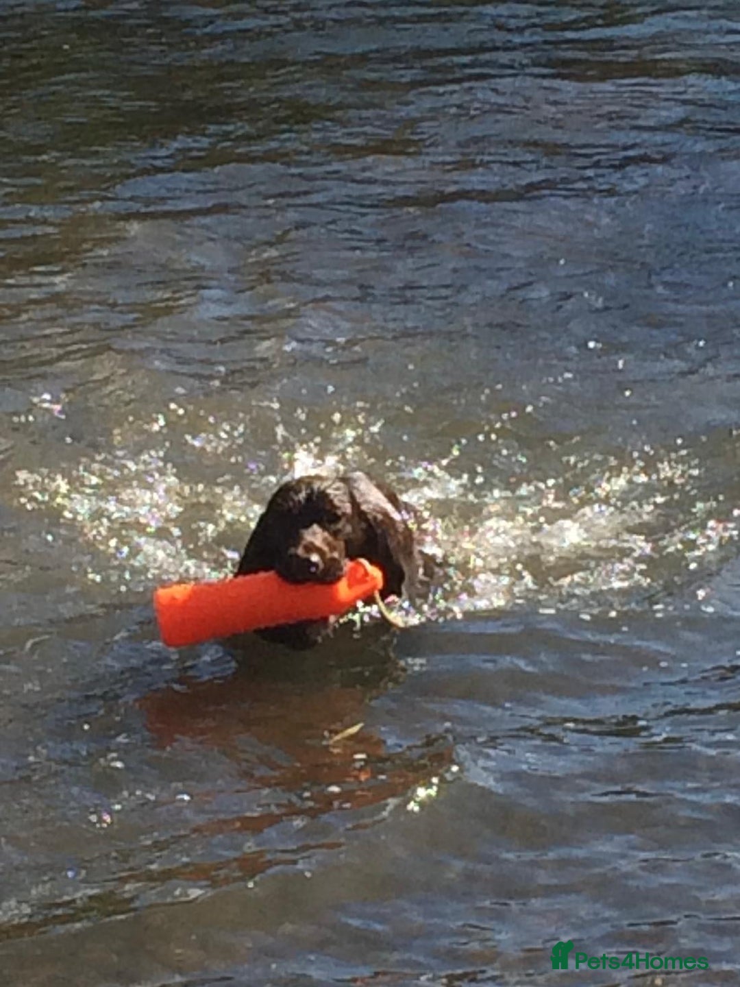 Sprocker dogs for stud: Sprocker Stud - Image 5