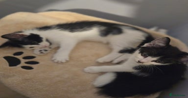 Mixed Breed cats - Advert 13
