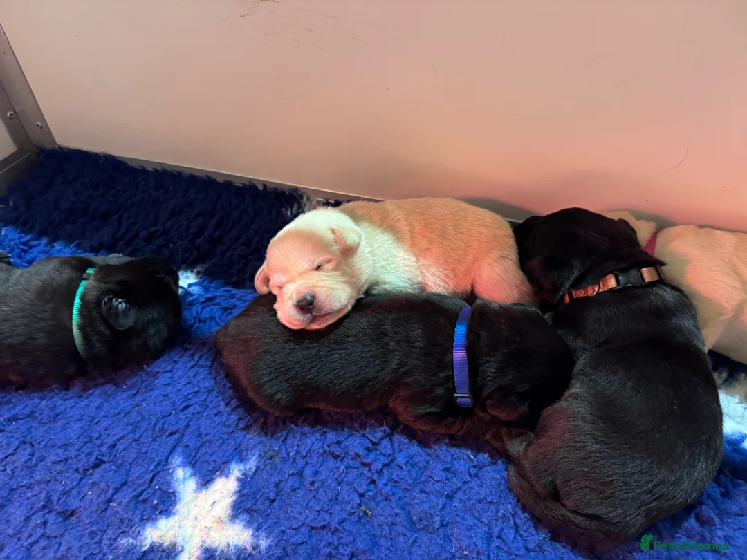 Labrador Retriever dogs for sale: Quality KC Registered Labrador Retriever Puppies - Advert 10