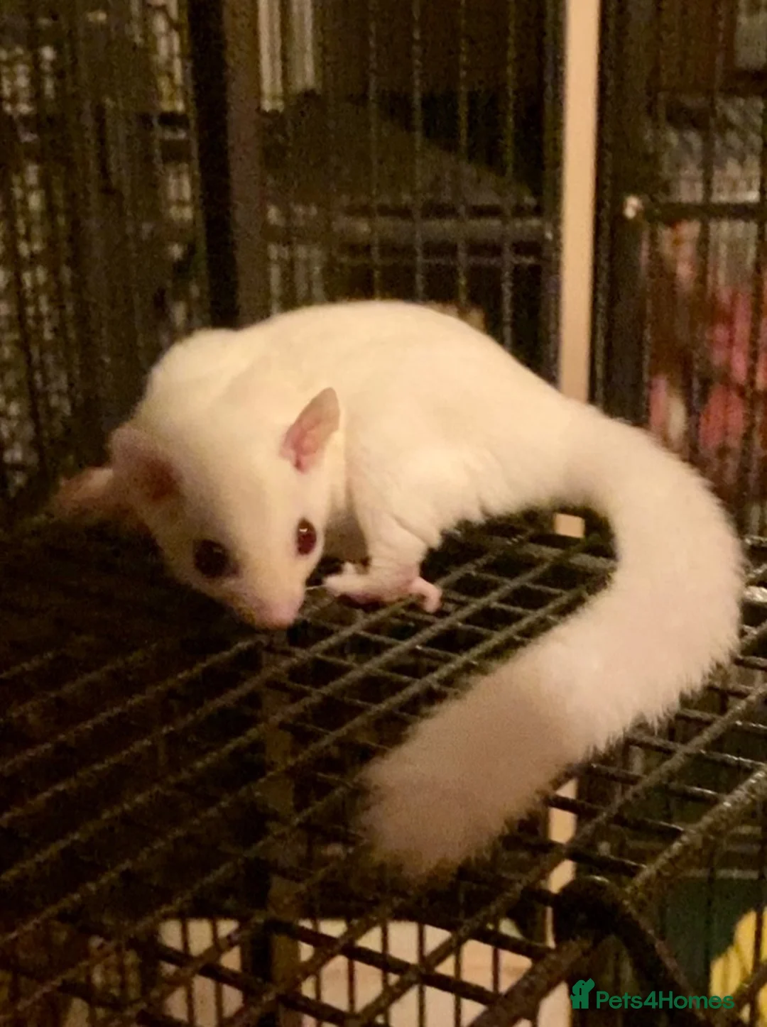 Sugar Glider rodents for sale: Ruby red eye leucistic baby’s ready now  - Advert 2