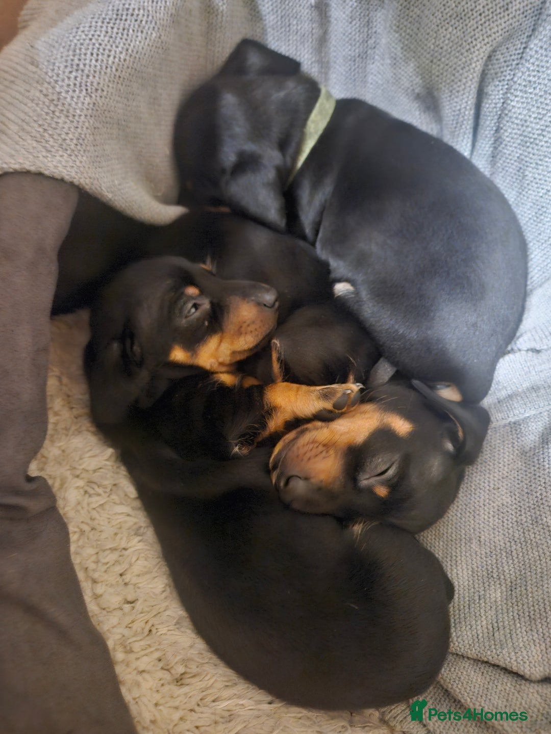 Miniature Dachshund dogs for sale: Miniature dachshund male puppies - Advert 9