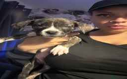 Mixed Breed dogs for sale: American bulldog mixed - Image 5