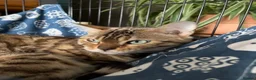 Bengal cats for sale: Tica Bengal Queen - Advert 5