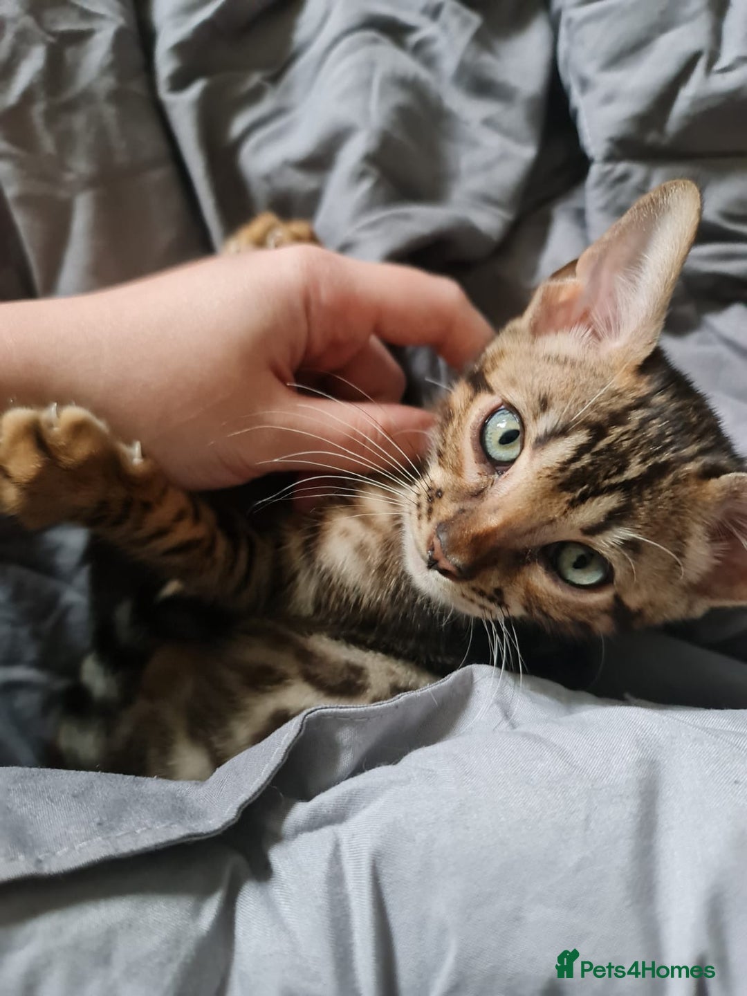 Bengal cats for sale: Beautiful Bengal Boy - Advert 3