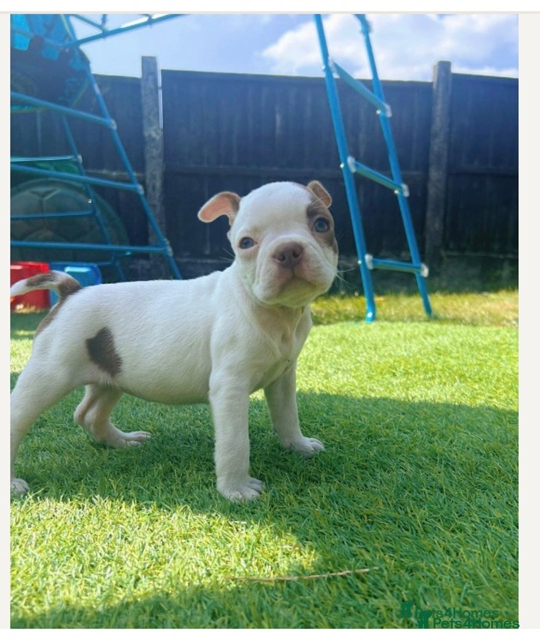Boston Terrier dogs for sale: Boston terrier puppy 🐶💕 BRISTOL  - Image 2