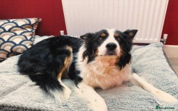 Border Collie dogs for sale: Bam & Flo - Image 5