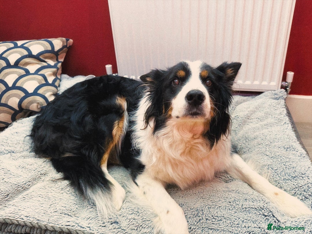 Border Collie dogs for sale: Bam & Flo - Image 5