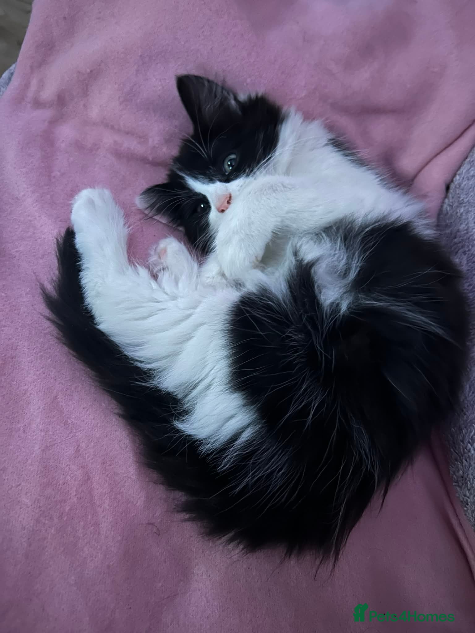 Mixed Breed cats Beautiful fluffy girl - Advert 15