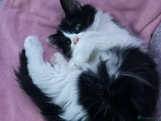 Mixed Breed cats Beautiful fluffy girl - Advert 15