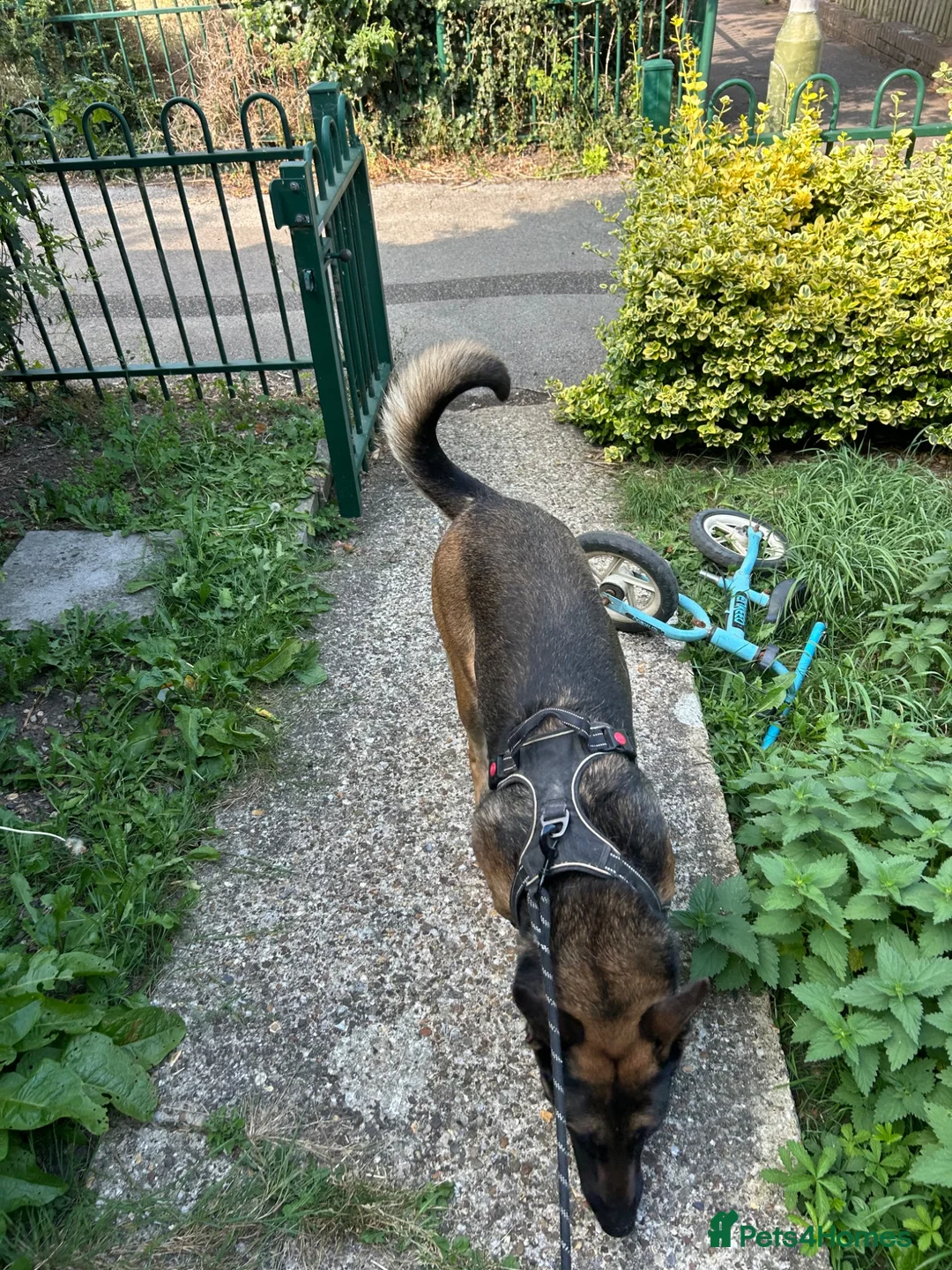 Belgian Shepherd Dog dogs for sale: Luna, belgian shepherd malinois looking for home - Advert 5