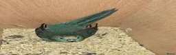 Mixed Breed birds for sale: Birds  - Advert 11