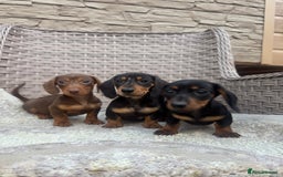 Miniature Dachshund dogs for sale: Miniature dachshunds (council licensed breeder) - Image 11