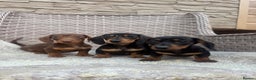 Miniature Dachshund dogs for sale: Miniature dachshunds (council licensed breeder) - Advert 11