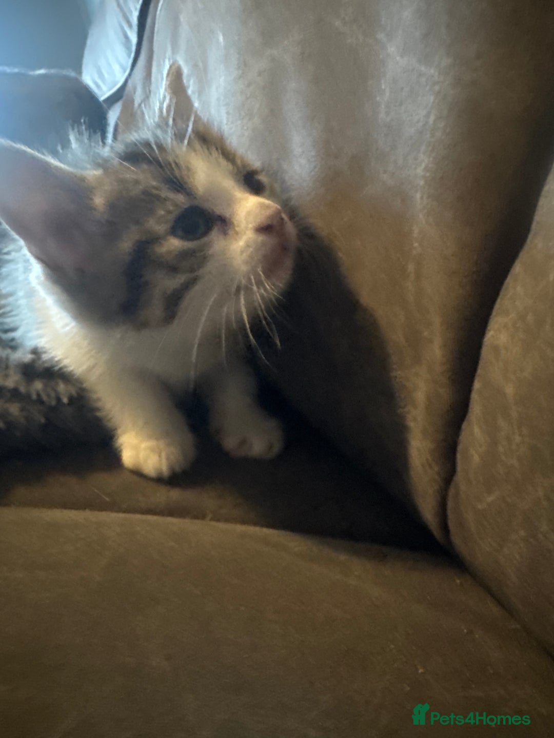 Mixed Breed cats for sale: Boy and girl kitten boy  - Image 1