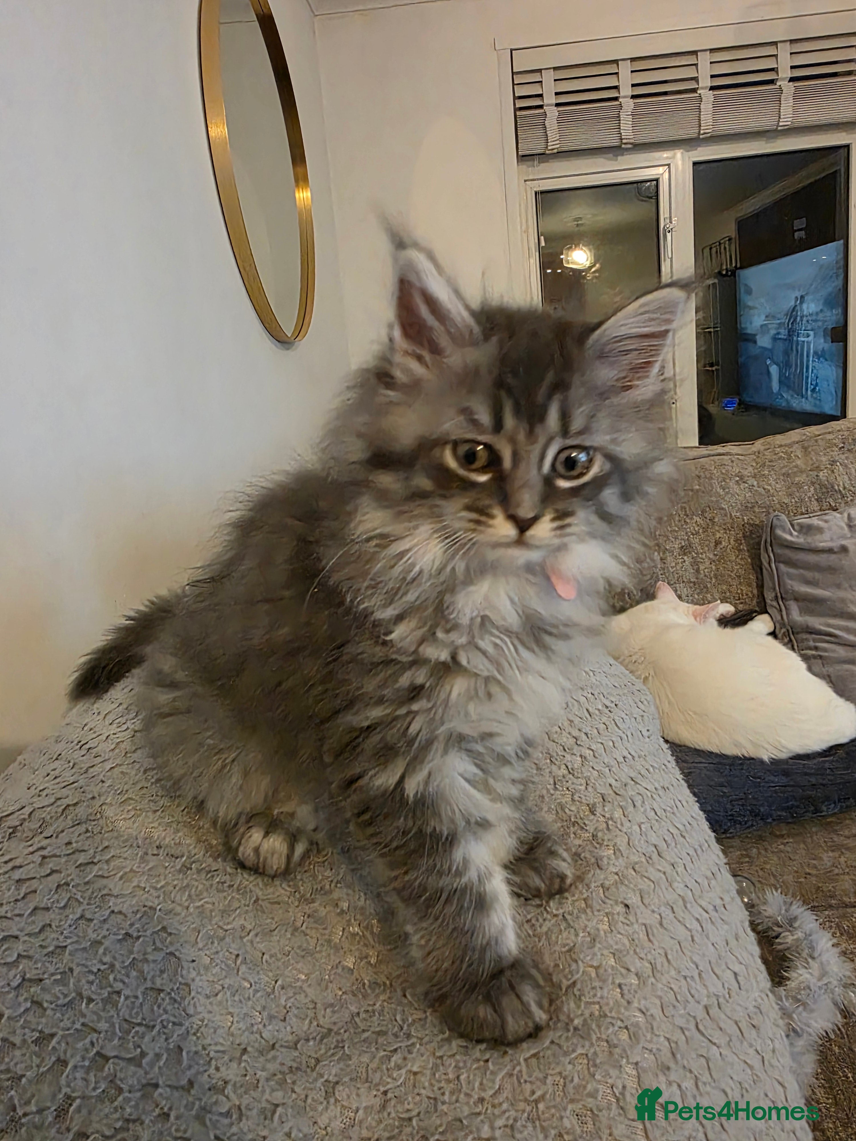 Maine Coon cats Pure maine coons kittens ready now 1 girl left  - Advert 14