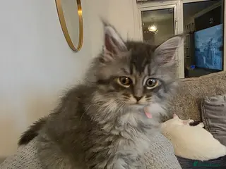 Maine Coon cats Pure maine coons kittens ready now 1 girl left - Advert 14