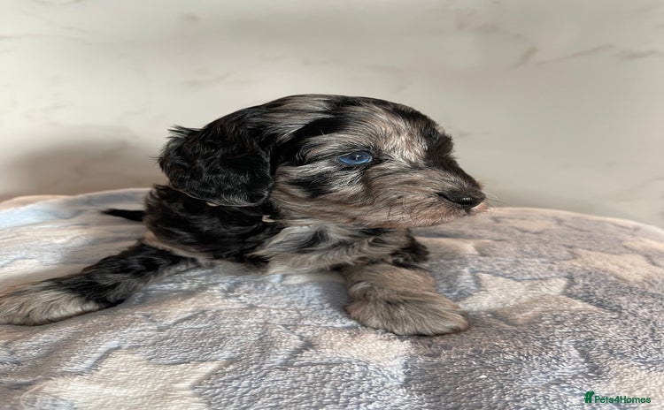 Cockapoo dogs - Advert 8