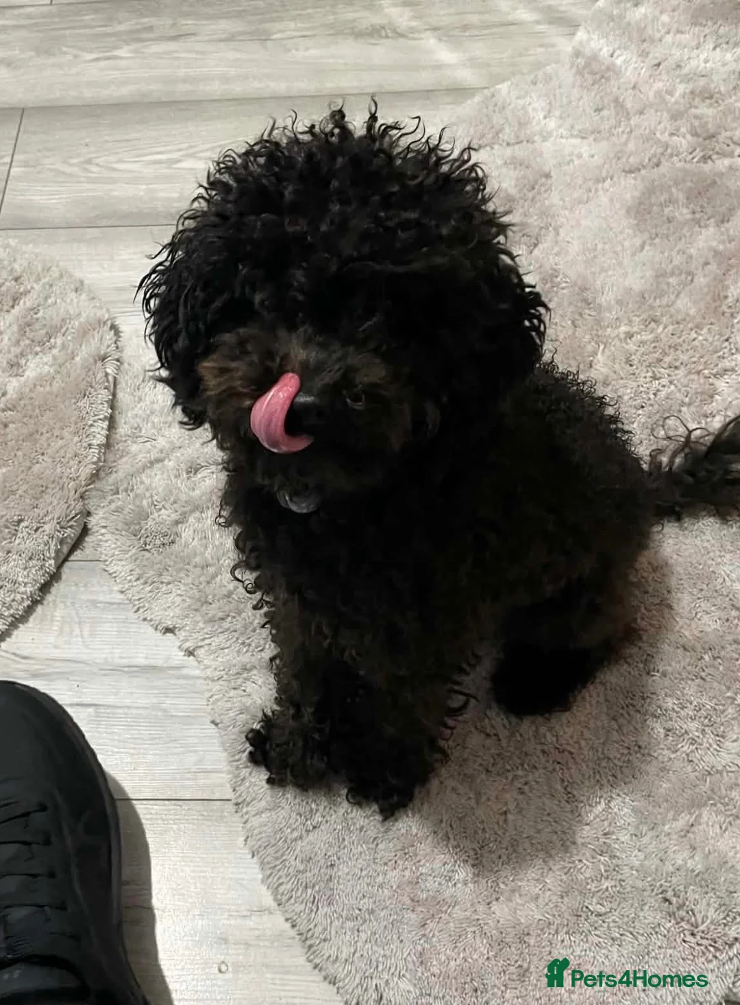 Toy Poodle dogs for sale: Toy Poodle Dog  in Frome - Advert 4