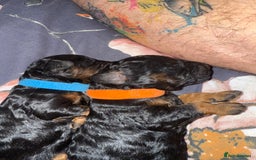 Cockapoo dogs for sale: 3 healthy phantom F1B cockapoo boys for sale  - Image 7