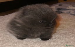 Pomeranian dogs for sale: ** Pomeranian female blue X**  - Image 4