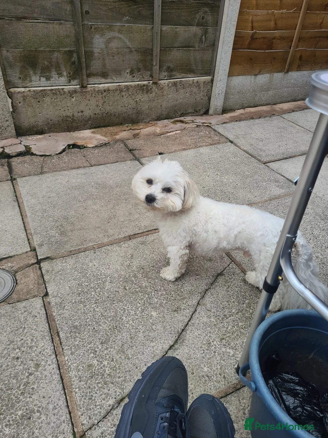 Bichon Frise dogs for stud: BichonFrise for stud - Advert 4