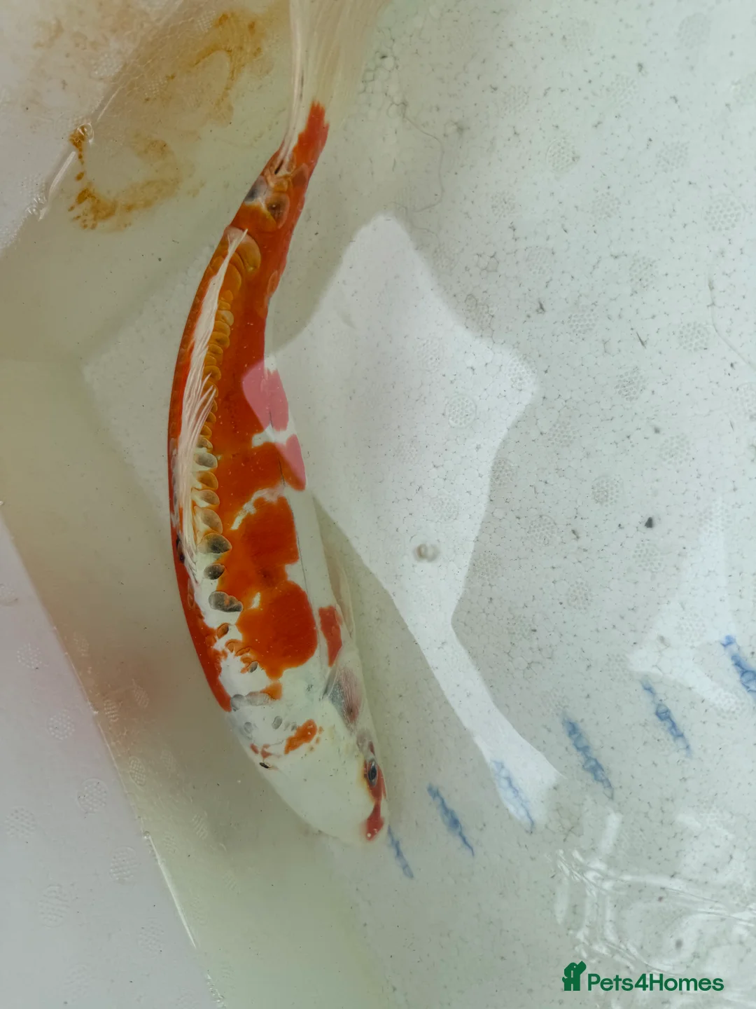 Koi Carp fish for sale: Japanese koi plus more - Advert 6