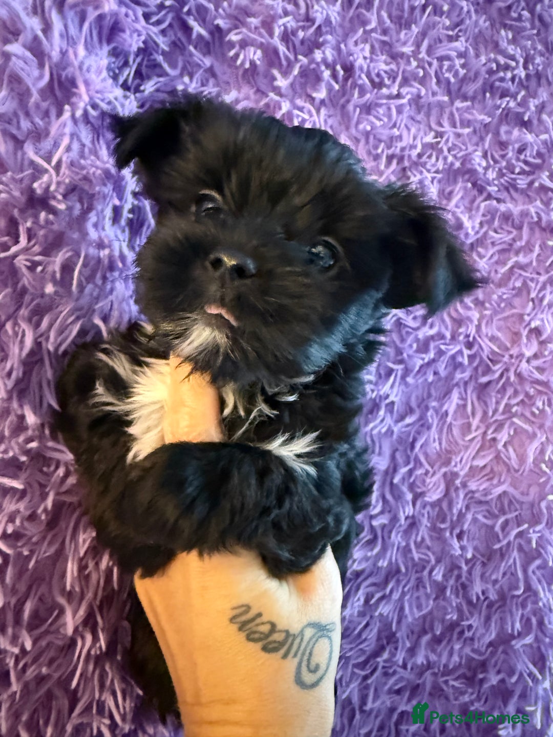 Yorkshire Terrier dogs for sale:  2 left Yorkshire terrier Black Biewer Ready To go - Image 12