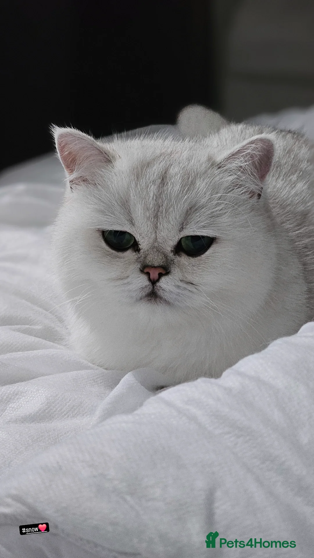 British Shorthair cats British Shorthair - Advert 10