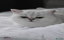 British Shorthair cats for sale: British Shorthair - Advert 1