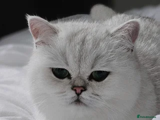 British Shorthair cats British Shorthair - Advert 12