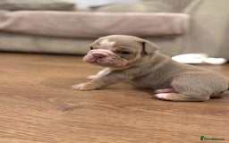 English Bulldog dogs for sale: Only one male left! Ready on the 27th of October  - Image 1