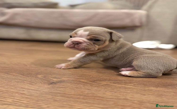 English Bulldog dogs - Advert 3