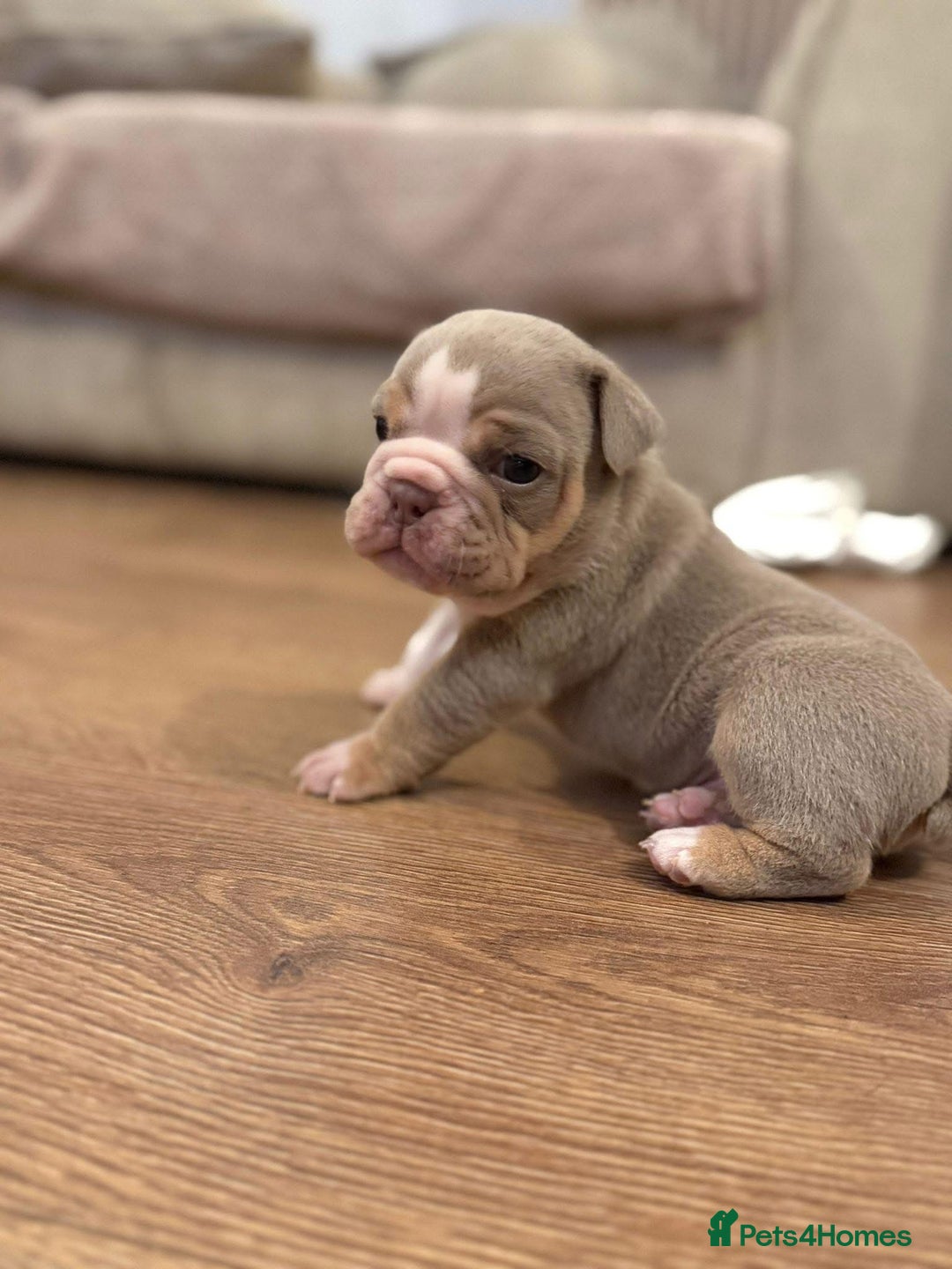 English Bulldog dogs for sale: Only one male left! Ready on the 27th of October  - Image 1