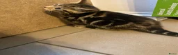 Mixed Breed cats for sale: Beautiful characterful kittens for sale. - Advert 20