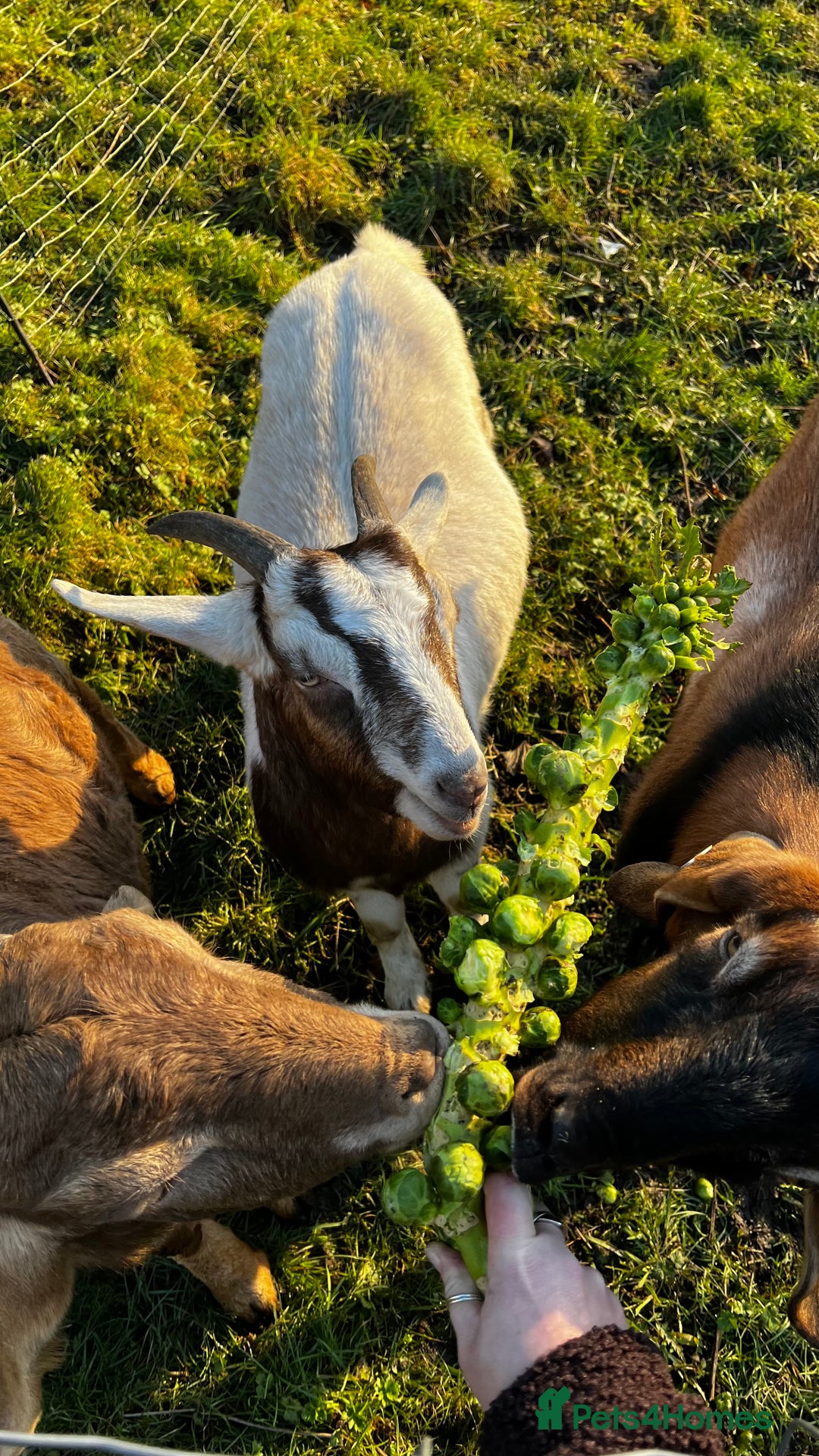 Goats livestock for sale: Male Goats for sale Billy and wether  - Advert 5