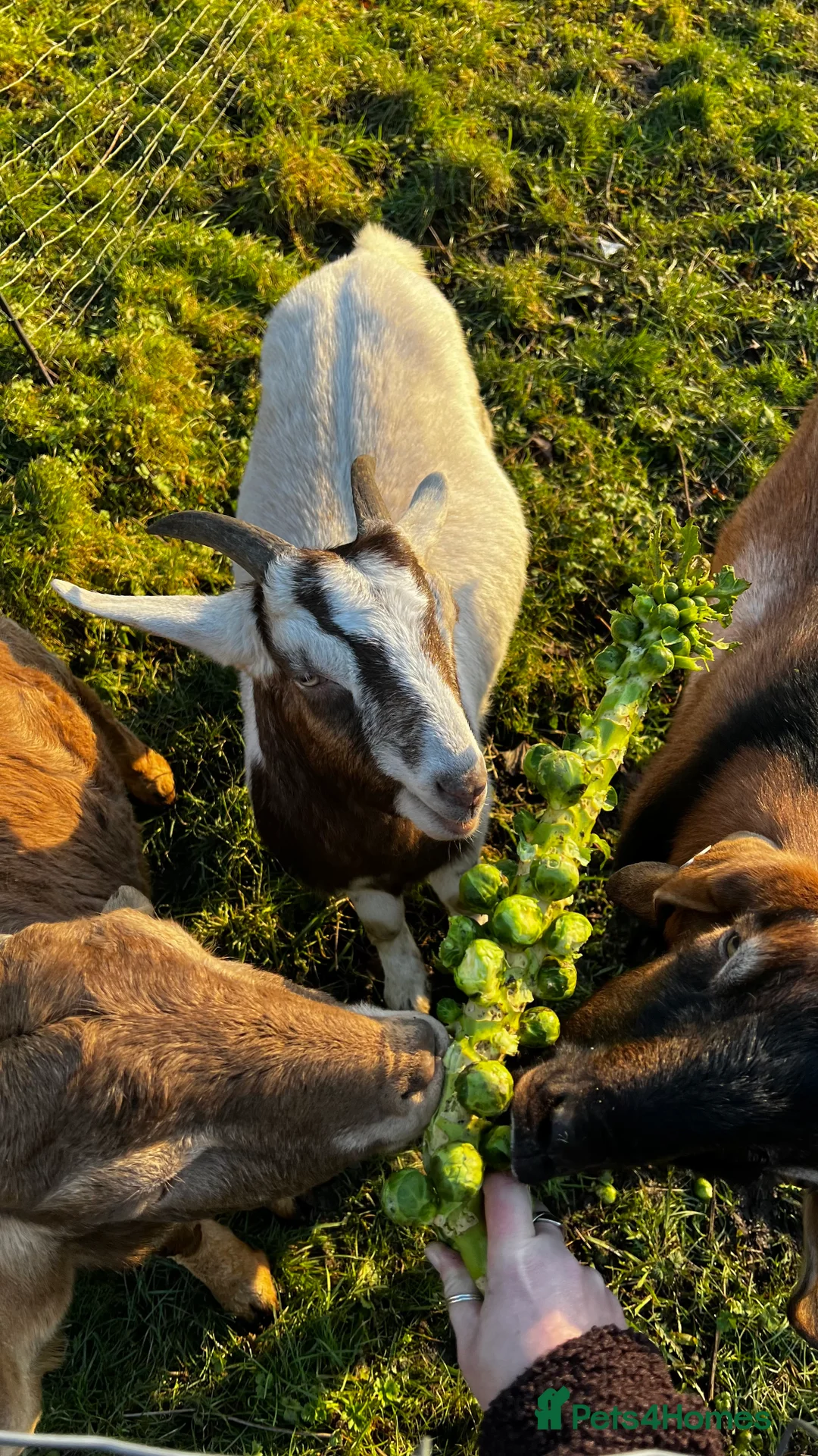 Goats livestock for sale: Male Goats for sale Boer Cross - Advert 2