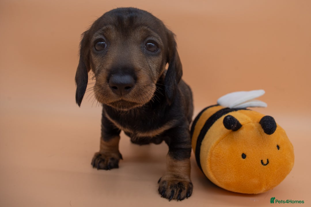 Dachshund dogs for sale: KC Standard Wire-haired Dachshund puppies - Image 22