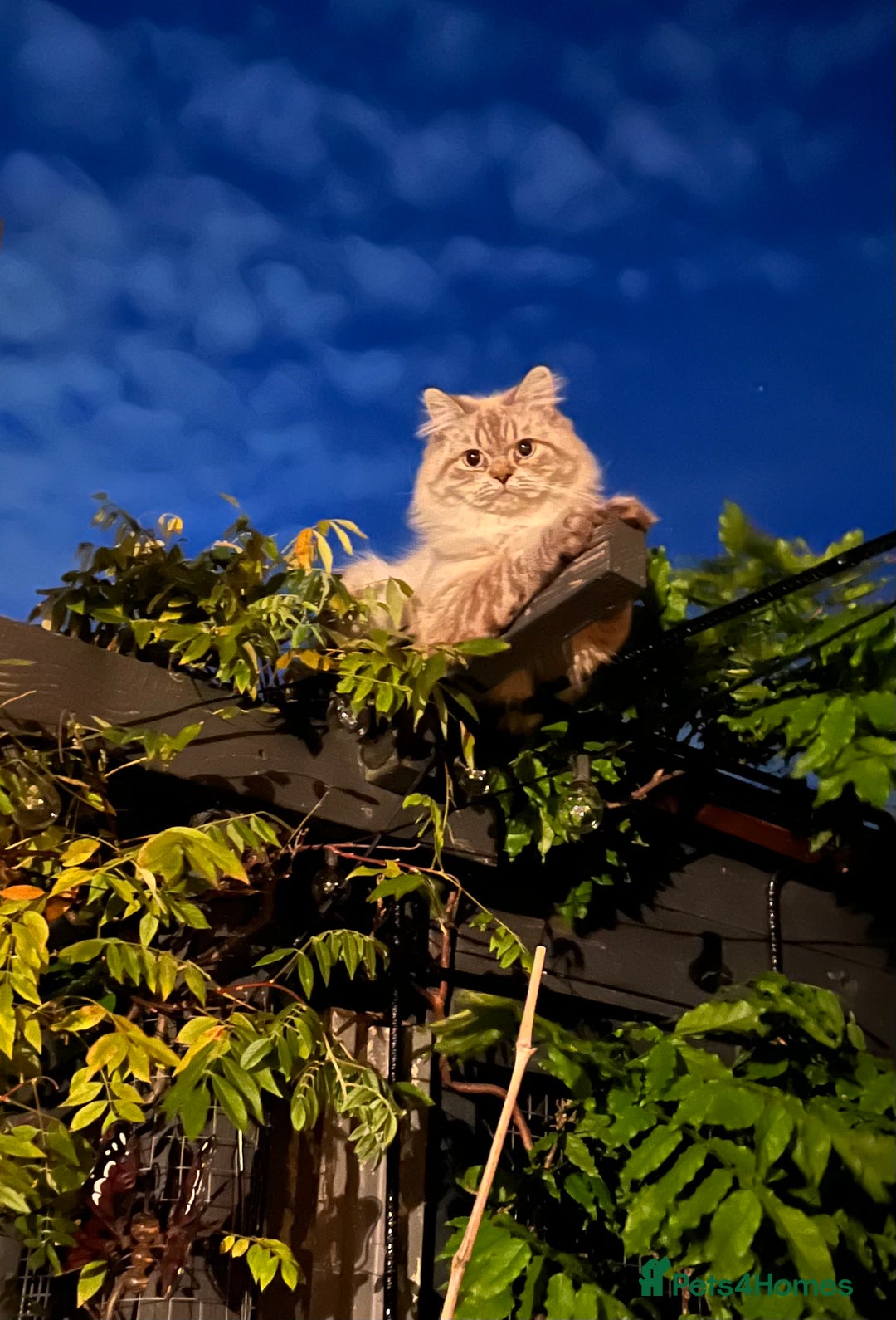 Persian cats for stud: 💕Simply Stunning Bailey💕PKD neg tested Persian  - Advert 6