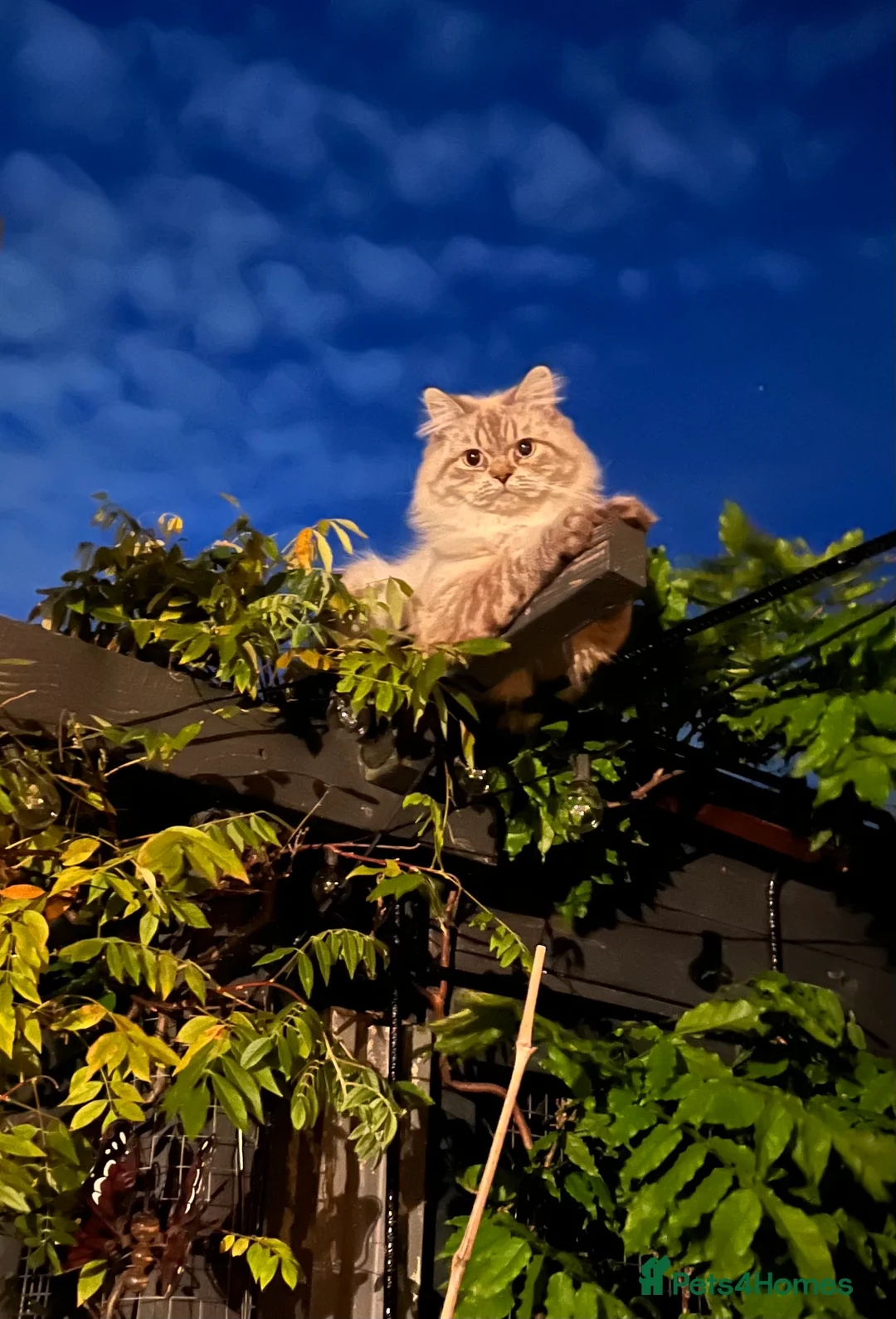 Persian cats for stud: 💕Simply Stunning Bailey💕PKD neg tested Persian  - Advert 5