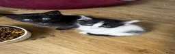 Norwegian Forest Cat cats for sale: mix norwegian kitten ready to go  - Advert 6