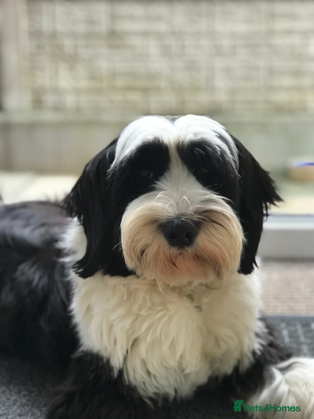 Tibetan Terrier dogs for stud: Araki Fabulous Fergus Extensive Health Tests  - Advert 7