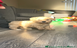 Mixed Breed dogs for sale: Cockapoo/poochon - Image 18