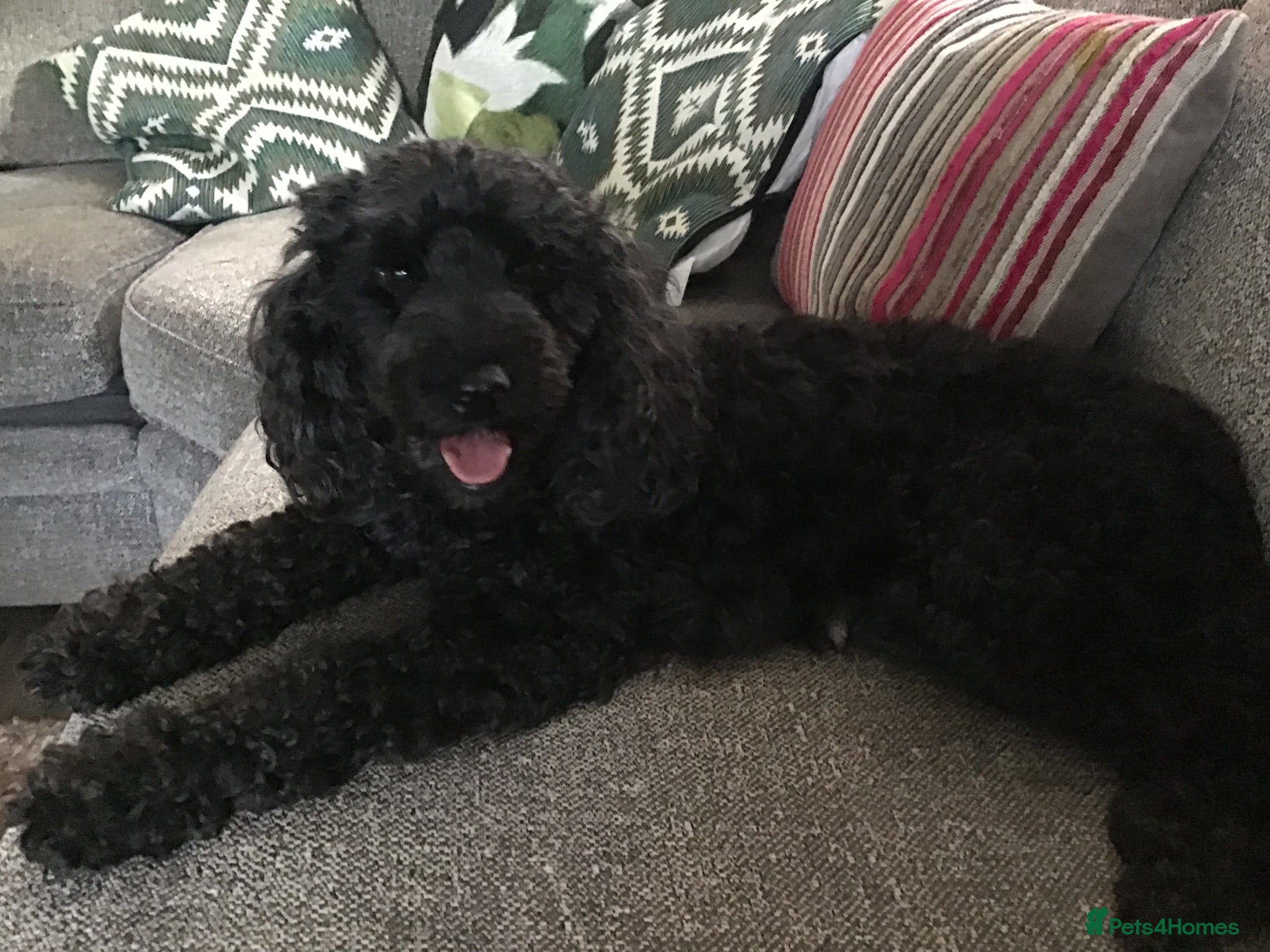 Miniature Poodle dogs Miniature poodle  - Advert 12