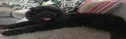 Miniature Poodle dogs for sale: Miniature poodle  in Yateley - Advert 1