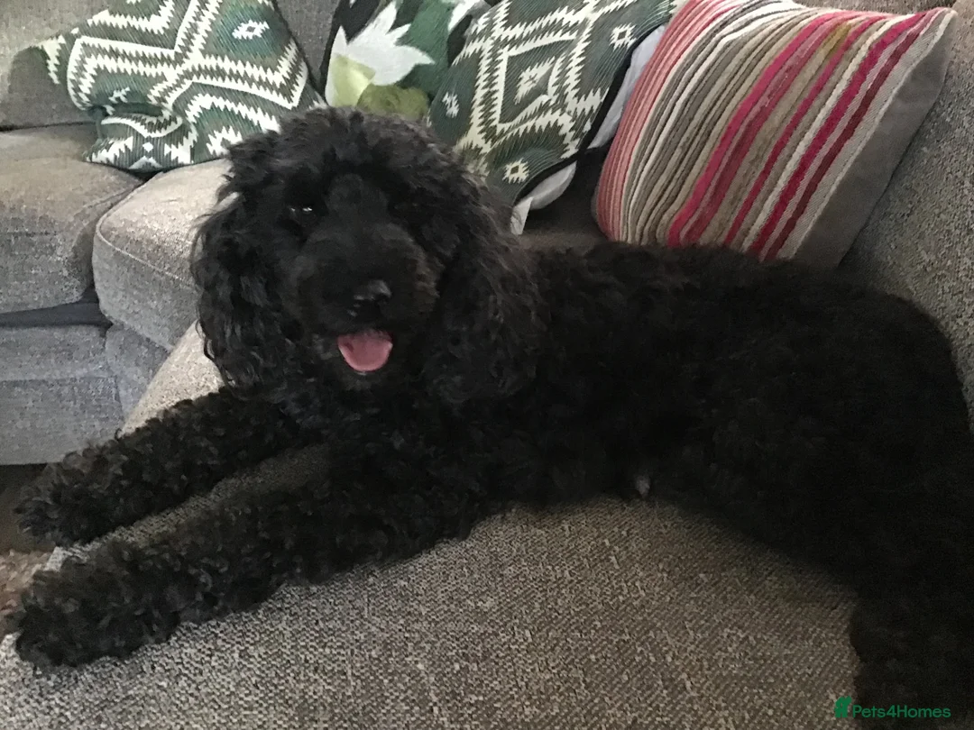 Miniature Poodle dogs for sale: Miniature poodle  in Yateley - Advert 1