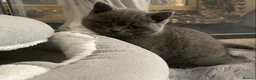 British Shorthair cats for sale: Exclusive Pedigree British Shorthair Kittens - Advert 27