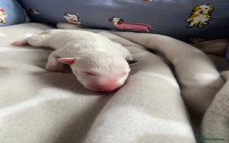 English Bull Terrier dogs for sale: English bull terrier puppy’s  - Image 23