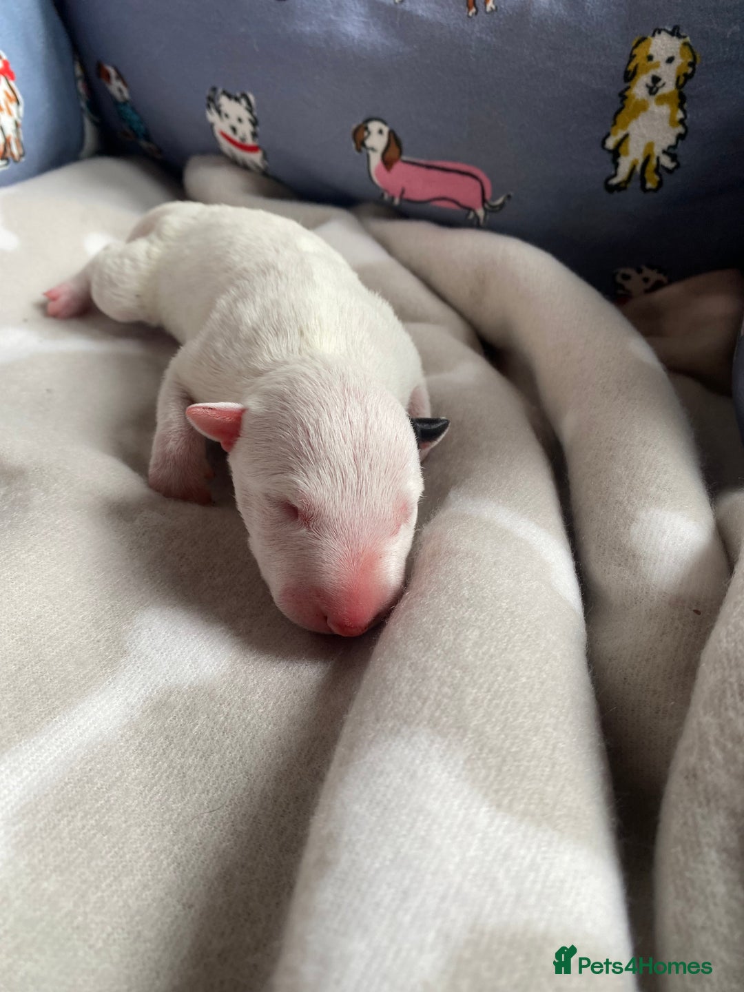 English Bull Terrier dogs for sale: English bull terrier puppy’s  - Image 23