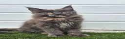 Maine Coon cats for sale: Beautiful gccf pet registered maine coon babies  - Advert 11